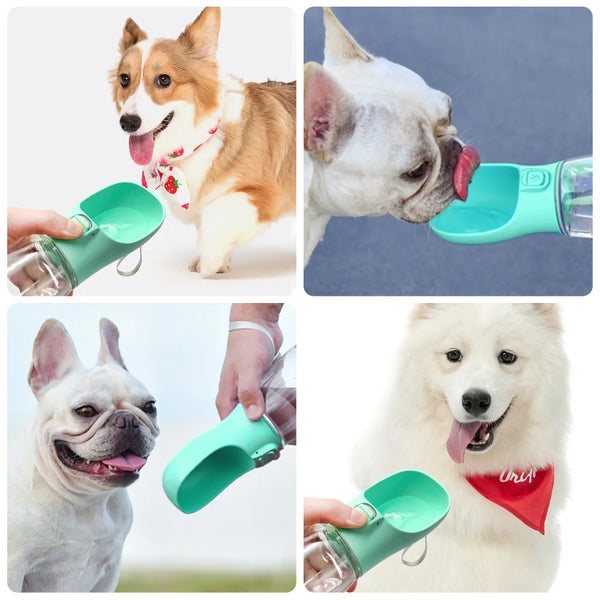 Let your pet drink